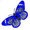 0 Blue Butterfly 4
